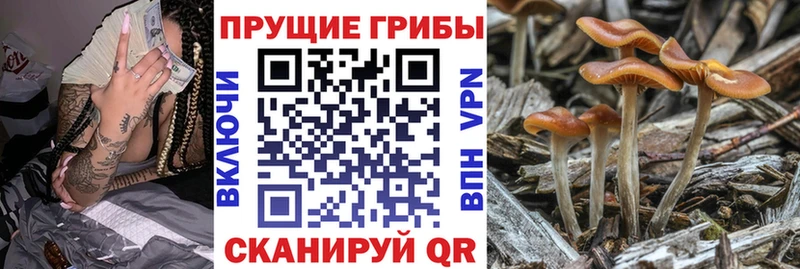 Купить  Бирюсинск  Псилоцибиновые грибы Psilocybe 
